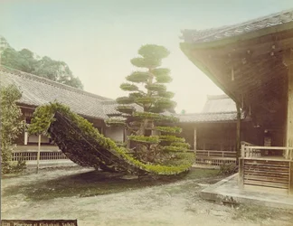 Sosna w Kinkaku-ji, Kioto, ok. 1905 (kolorowe zdjęcie)